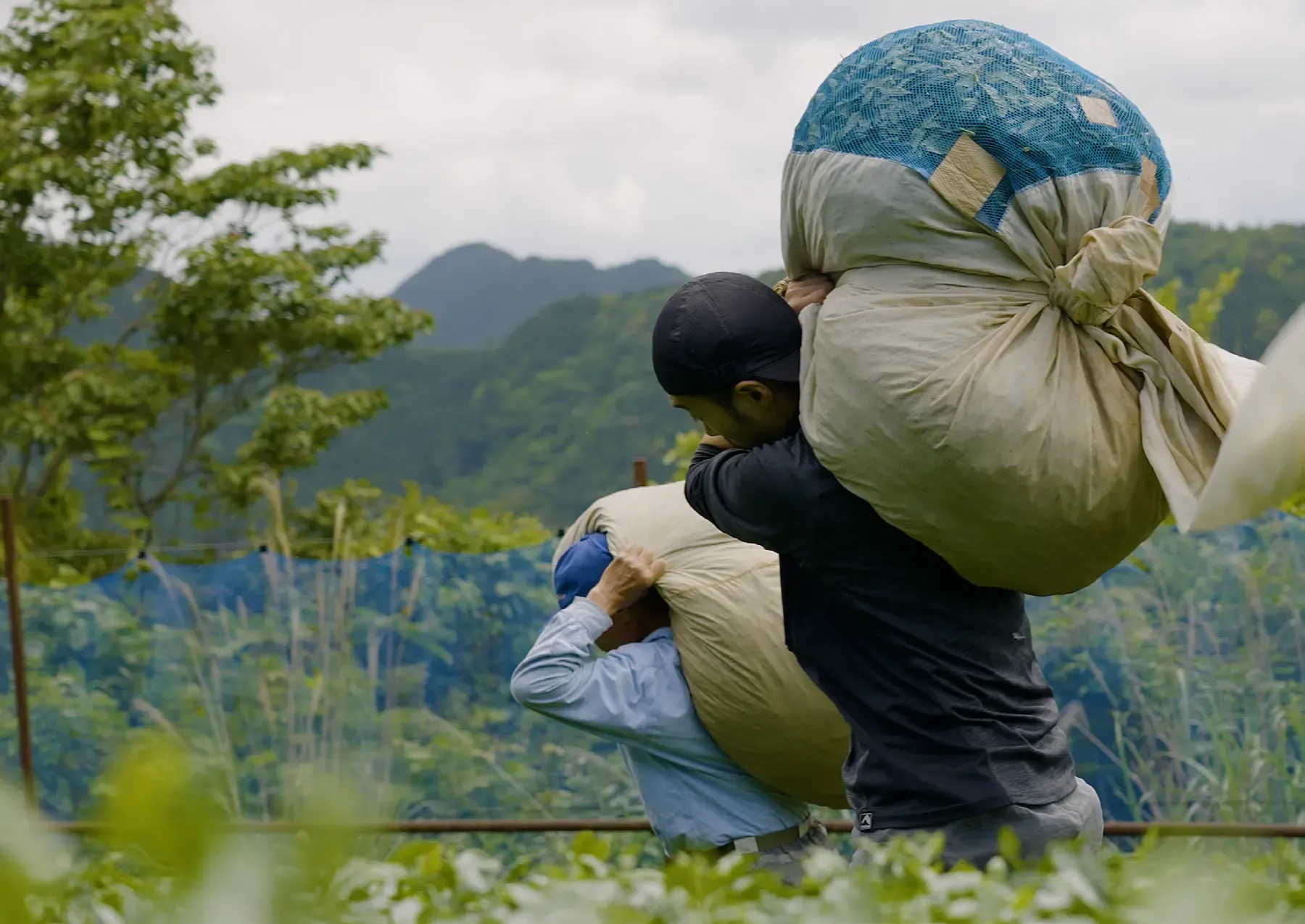 Two workers carrying bulging sacks of freshly picked tea leaf over their shoulders, wooded hills behind them