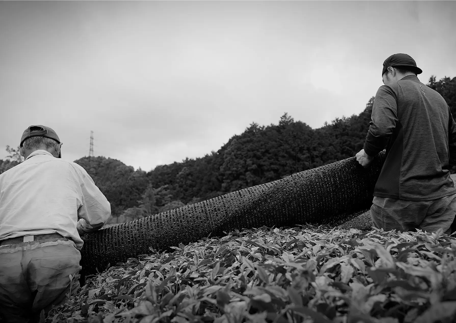Two farmers unrolling black shade netting over a row of tea bushes, photographed in black and white