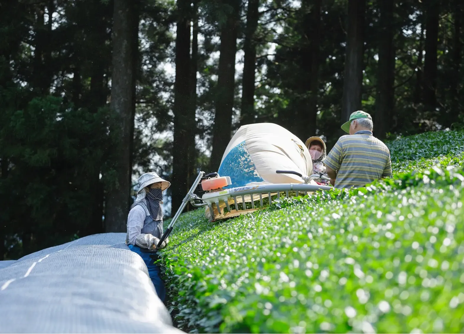 Tea pickers guiding a harvesting machine along a curved row of bright green tea bushes beneath tall cedars