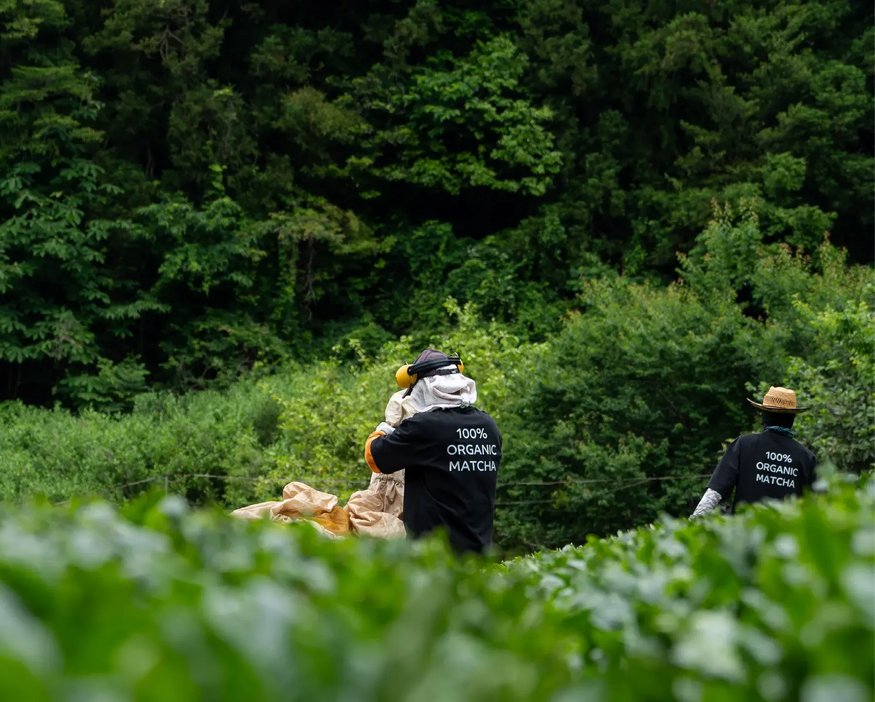 Pickers in dark uniforms and sun hats carrying sacks of leaf through a tea field at the edge of the forest